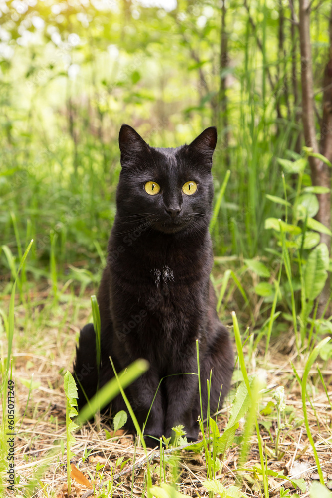 Beautiful black cat portrait with yellow eyes and attentive look in spring summer garden in green grass in sunlight in nature