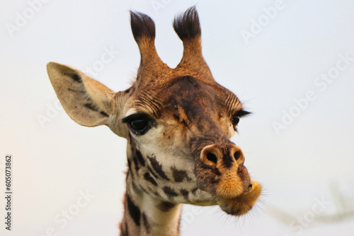 Giraffe face close up at Serengeti National Park, Tanzania
