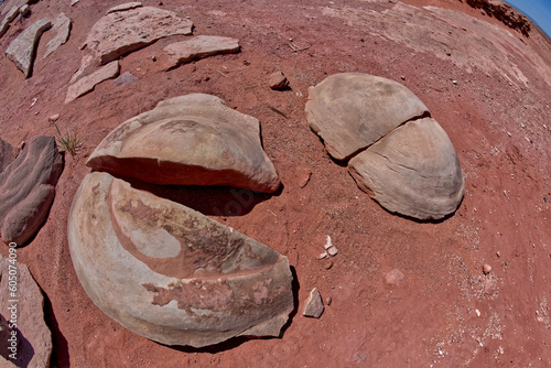 Dinosaur Coprolite Fossil in Moenave Arizona photo
