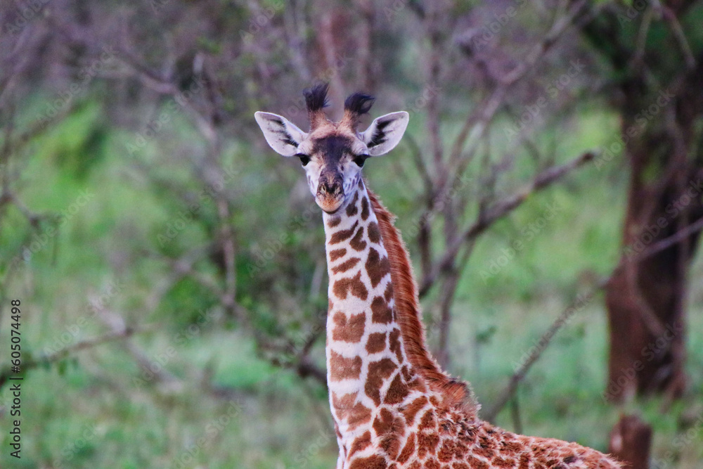 A lone juveline Giraffe in the evening light at Serengeti National Park, Tanzania A lone juveline Giraffe in the evening light at Serengeti National Park, Tanzania