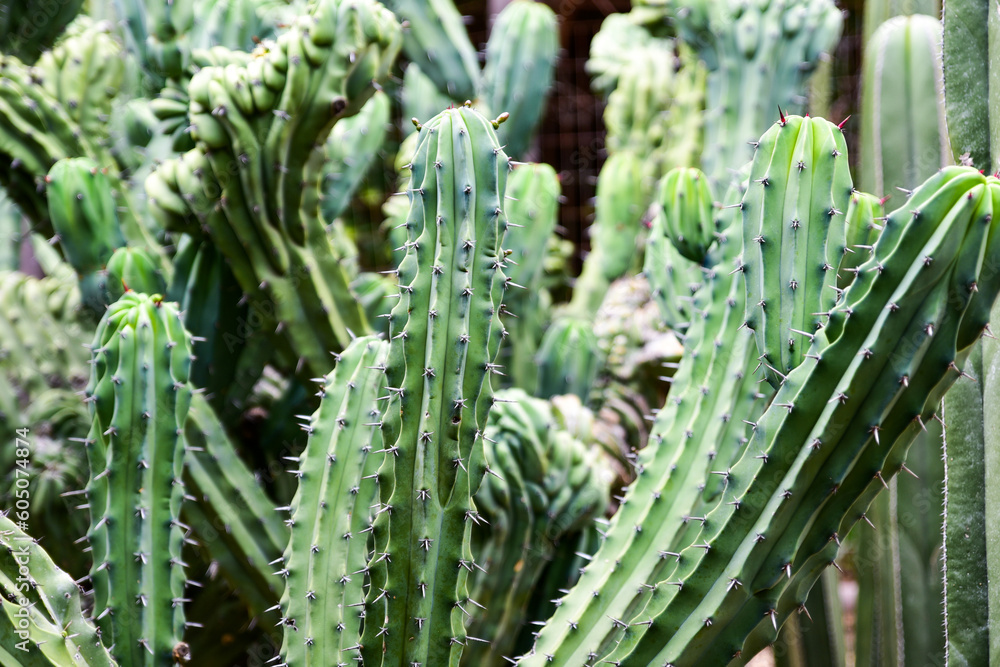 Close up photo of green thorny cacti Close up photo of green thorny cacti