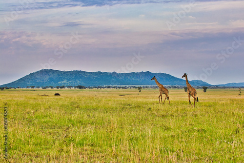 Giraffe pair close up at Serengeti National Park, Tanzania