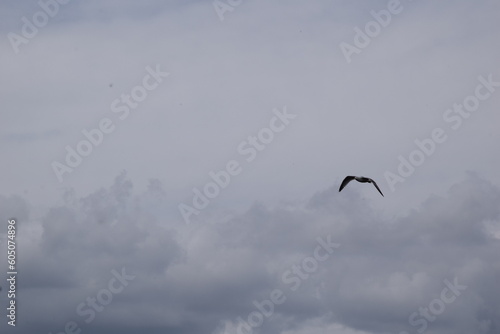 seagull flying wings out