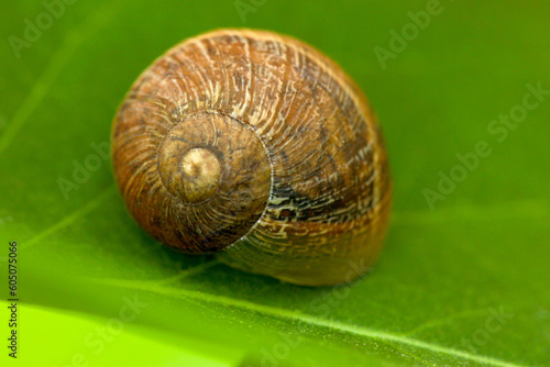 Snail Shell Spiral 04