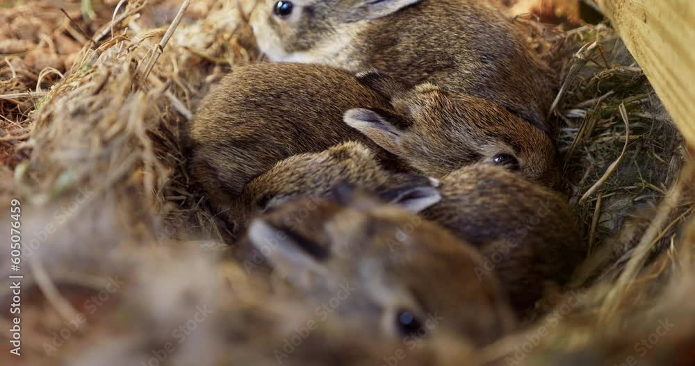 Close-up video of newborn rabbits huddled together in their nest, a gentle display of nature's nurturing side. Close-up video of newborn rabbits huddled together in their nest, a gentle display of nature's nurturing side.