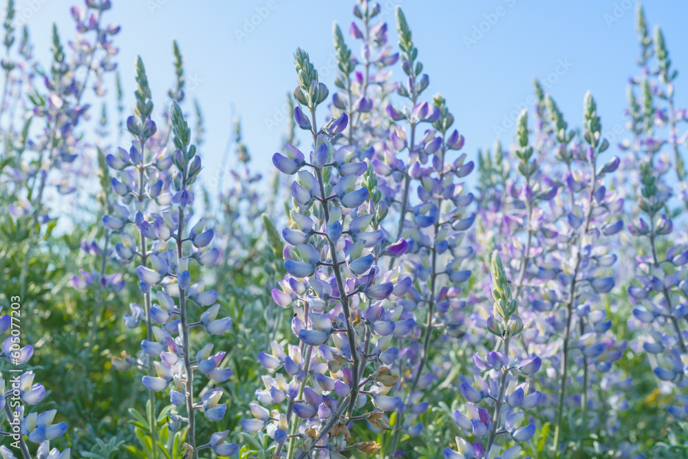 Obraz premium Silver Lupine (Lupinus argenteus) in bloom, silvery-green leaves line the stems, and violet, pea-like flowers