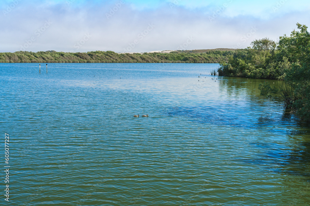 Calm peaceful lake. Oso Flaco Lake Natural area, California. Wetland natural landscape, marsh and lake with ducks