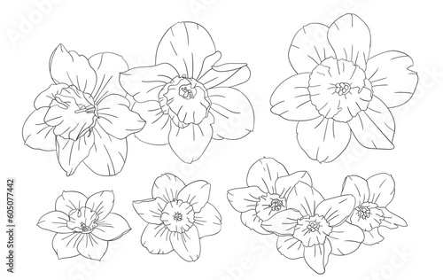 Hand drawn daffodil flower in different angles.