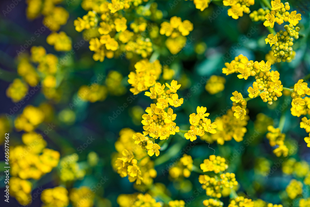 Obraz premium Beautiful set of flowers in Botanical Garden of Cheyenne, Wyoming