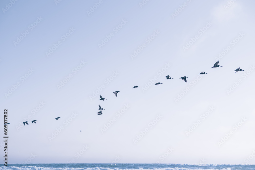 Flock of pelicans flying over the sea, and clear blue sky in the background Flock of pelicans flying over the sea, and clear blue sky in the background