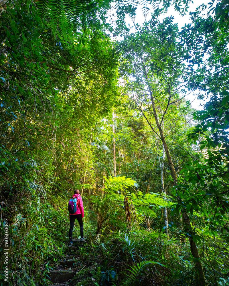 back view of hiker girl walking through dense rainforest with large trees, ferns and lush vegetation; hiking in lamington national park near gold coast and brisbane, queensland, australia back view of hiker girl walking through dense rainforest with large trees, ferns and lush vegetation; hiking in lamington national park near gold coast and brisbane, queensland, australia