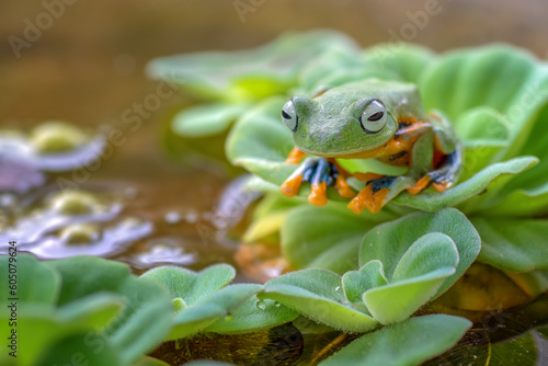 Green tree flying frog perched on a leaf © shirly
