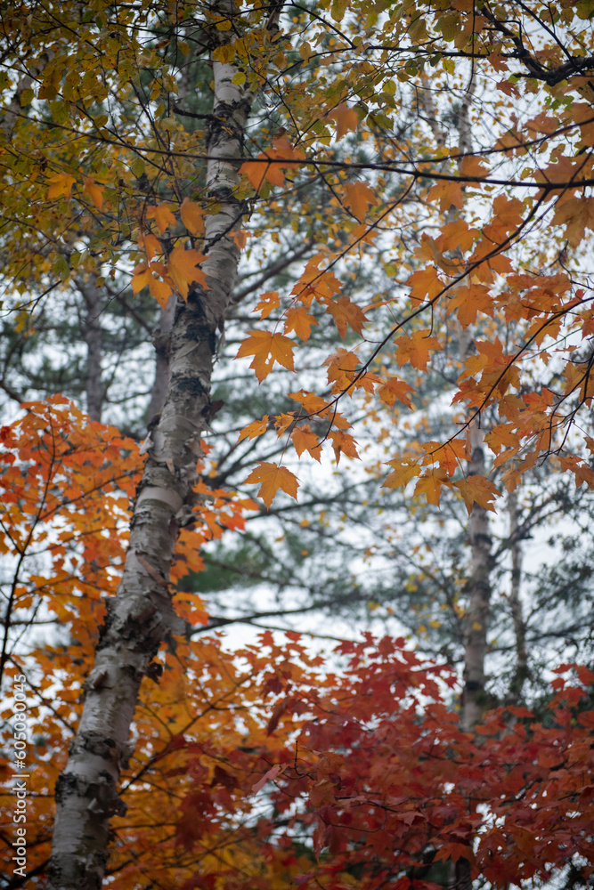 Beautiful fall autumn colourful foliage in a national park in Canada Beautiful fall autumn colourful foliage in a national park in Canada
