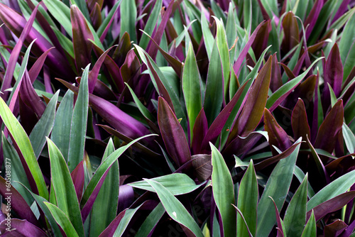 Boat-lily  Oyster Lily  Oyster Plant  White-flowered Tradescantia