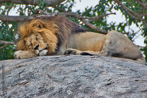 Sleeping lion close up at Serengeti National Park  Tanzania