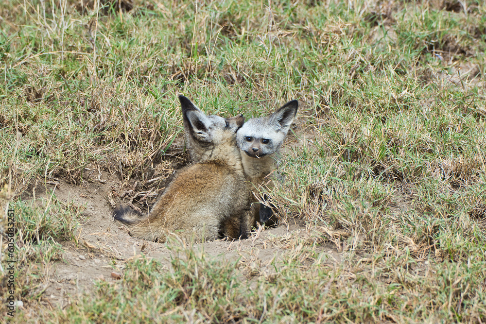 Bat Eared Fox pair at Serengeti National Park, Tanzania