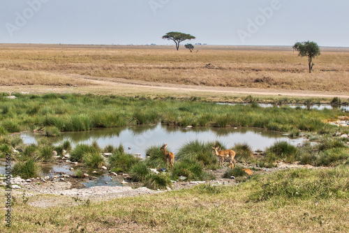 Rare Oribi Antelopes at waterhole in Serengeti National Park, Tanzania photo