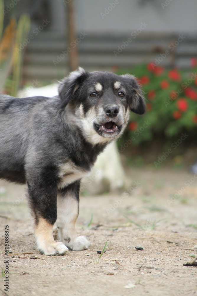 Description: A close-up photo of a fluffy black and brown puppy with floppy ears, looking curiously at the camera. Description: A close-up photo of a fluffy black and brown puppy with floppy ears, looking curiously at the camera.