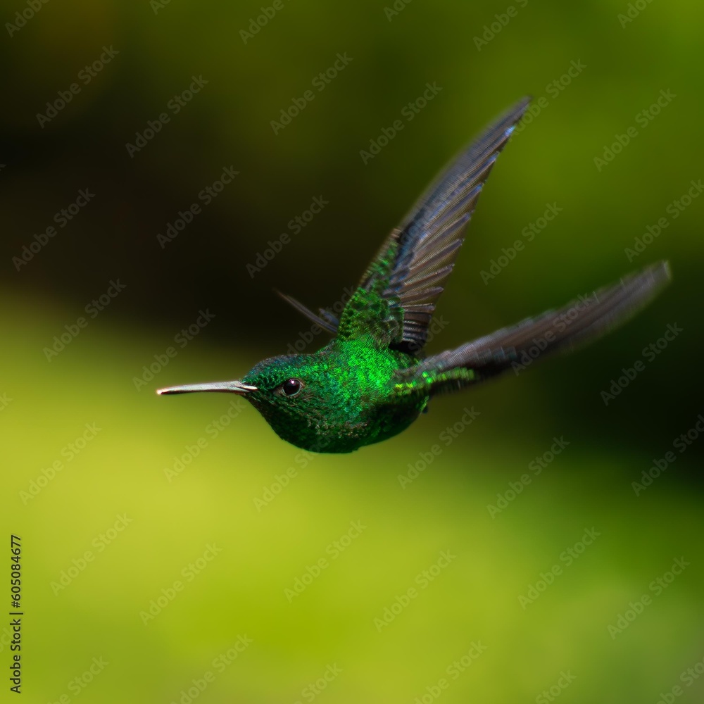Fototapeta premium Colibrí