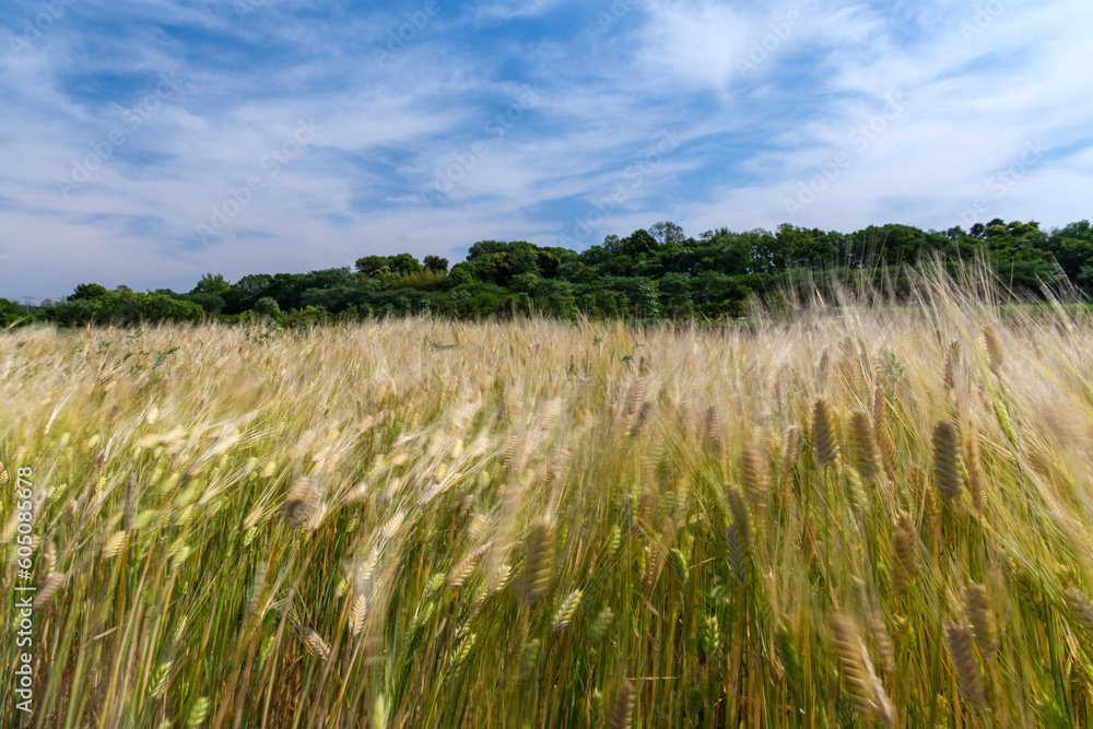 Obraz premium 揺れる麦