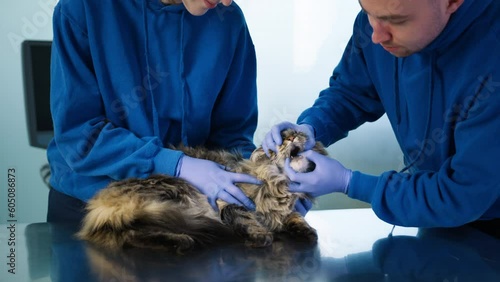 Two professional veterinarians examining Maine Coon breed cats teeth and gums during routine check-up 4K footage. Slow motion friendly cute furry cat receiving check-up from caring veterinarian photo