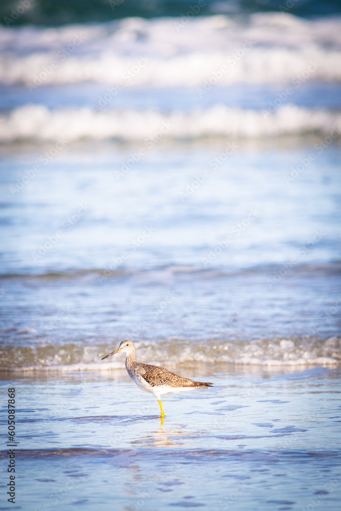 Fototapeta premium Pássaro Maçarico de Perna Amarela na beira da praia com mar azul e ondas ao fundo.