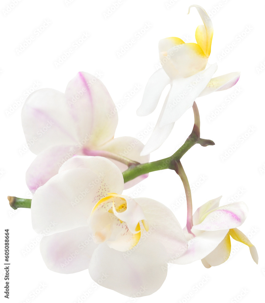 Phalaenopsis Orchid white Phalaenopsis Orchid white