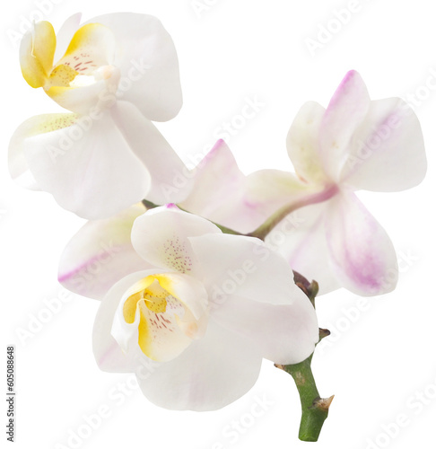 Phalaenopsis Orchid white