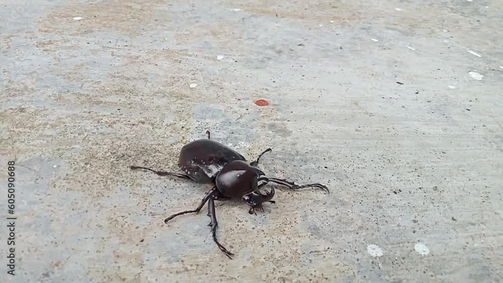 Kumbang badak, xylotrupes gideon, the brown rhinoceros beetle, is a species of large scarab beetle belonging to the subfamily Dynastinae. Kumbang badak, xylotrupes gideon, the brown rhinoceros beetle, is a species of large scarab beetle belonging to the subfamily Dynastinae.
