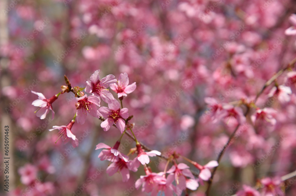 おかめ桜 おかめ桜