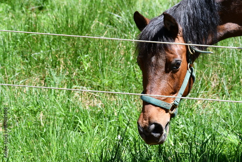 horse behind fence photo