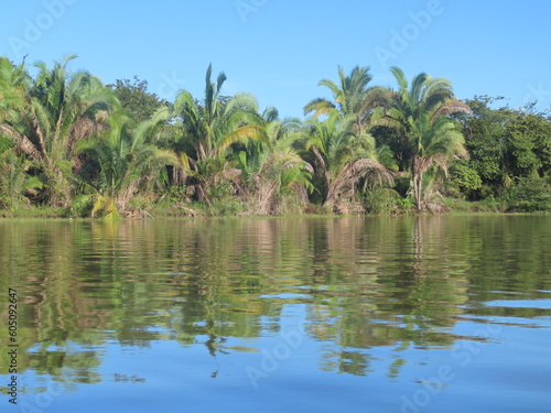 palm trees in the water © Katia Regina 