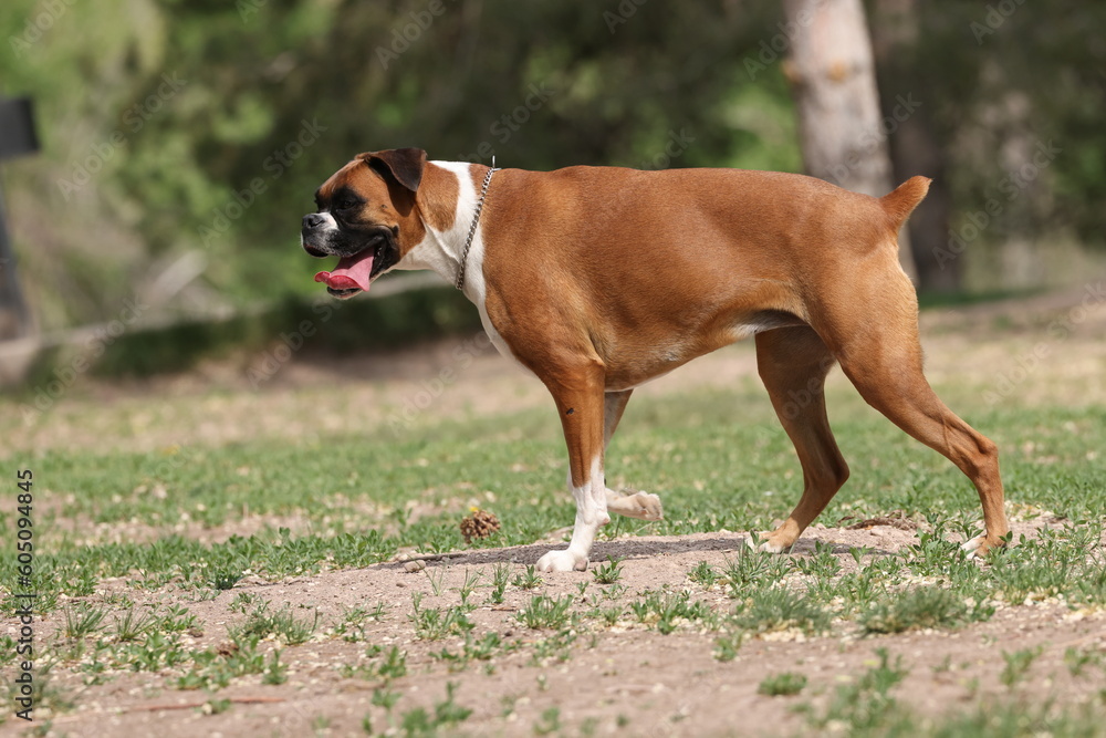 Boxer dog walking in the park 