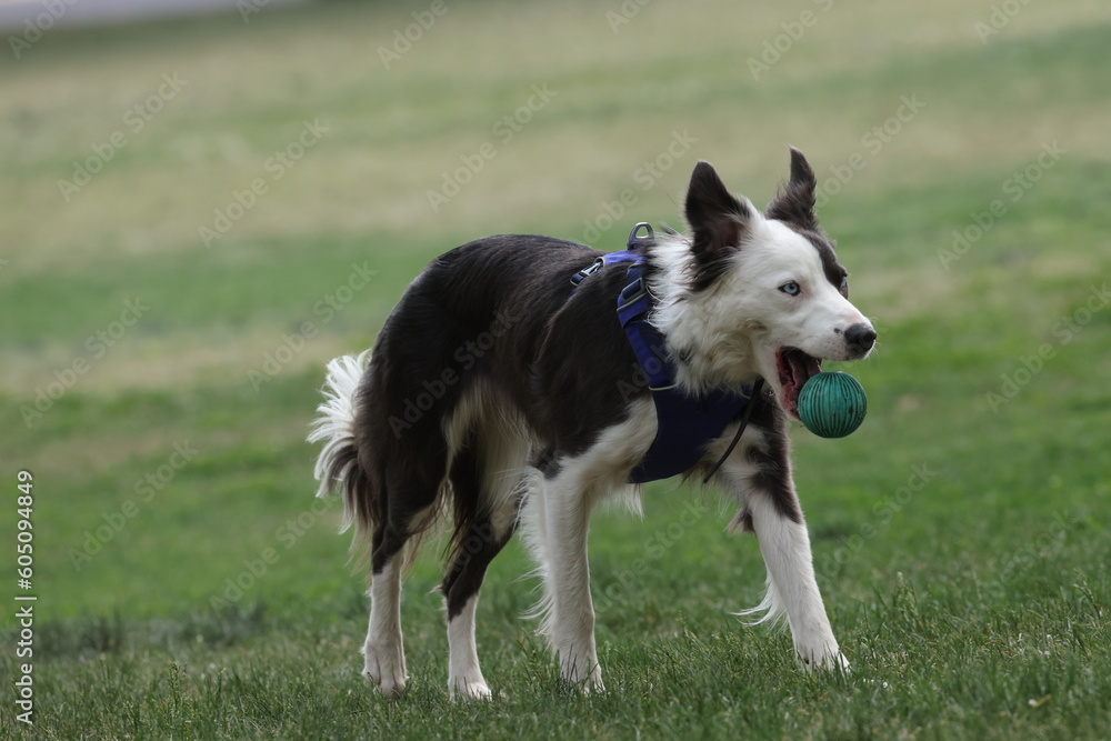 Border collie dog dropping ball 