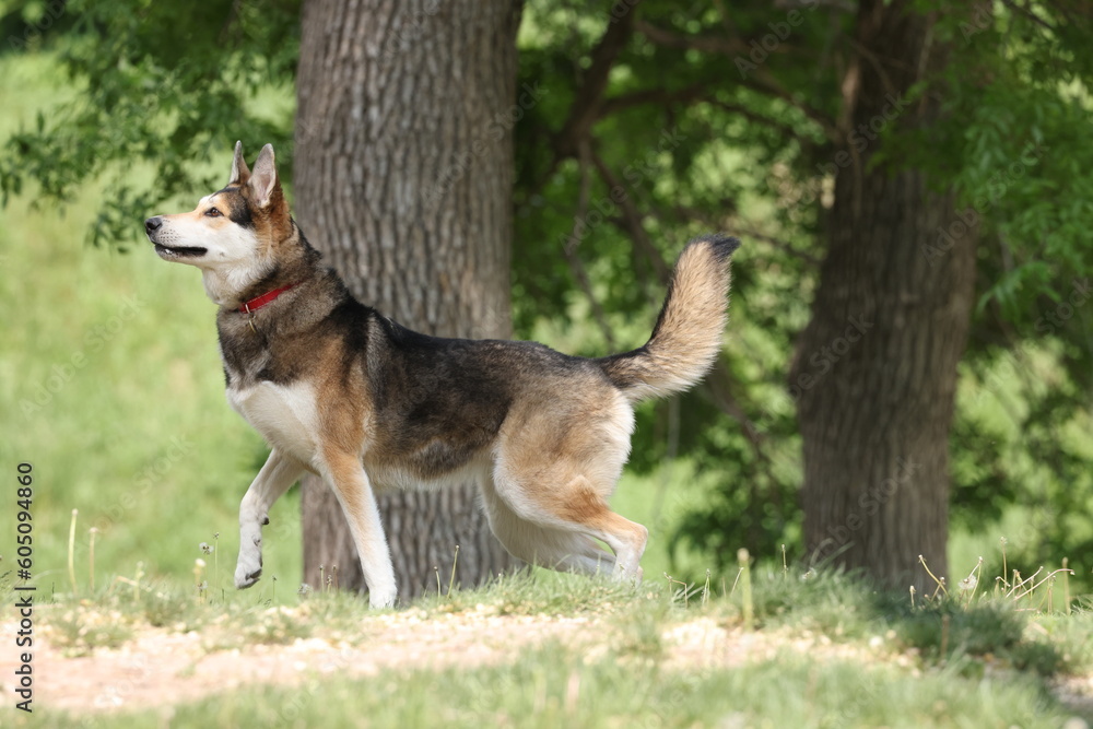 German Shepard dog mix German Shepard dog mix