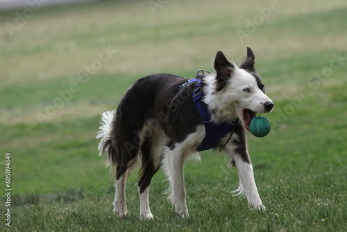 Border collie dog dropping ball 