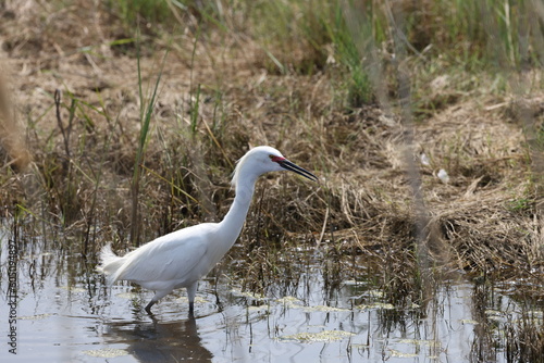 Snowy egret in creek 