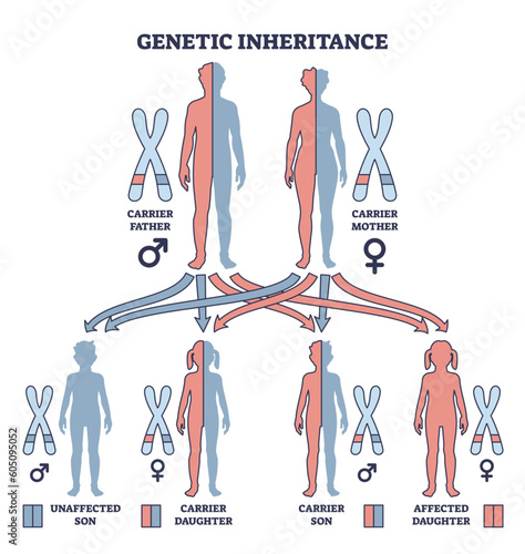 Genetic inheritance as two alleles in gene pair are inherited outline diagram. Labeled educational scheme with genetic interaction and effect for offspring vector illustration. Biological explanation