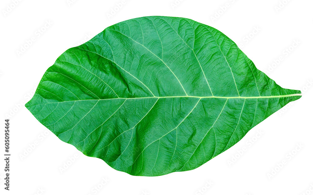 Fototapeta premium Green leaves pattern,leaf teak isolated