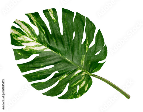 green leaves pattern of Epipremnum aureum foliage isolated. leaf exotic tropical  Devil s ivy  Golden pothos