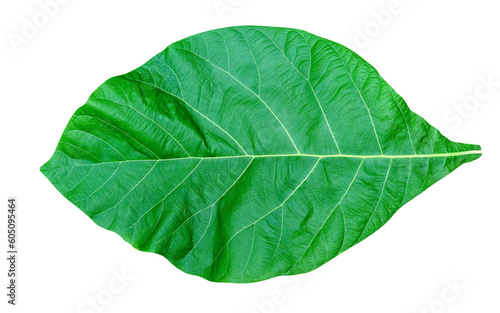 Green leaves pattern leaf teak isolated