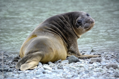 Photo of a young elephant seal resting on a rocky beach in Antarctica
