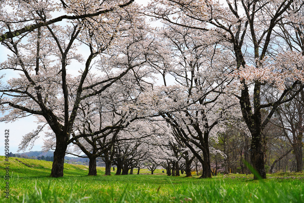Blooming cherry blossoms in the park of Shizukuishi City in spring, Japan.