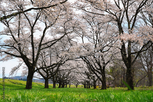 Blooming cherry blossoms in the park of Shizukuishi City in spring  Japan.
