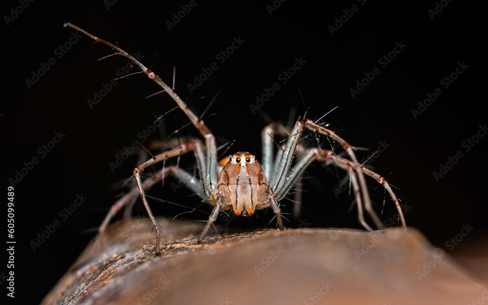 A brown Lynx Spider (Striped Lynx Spider) on the dried leaf with isolated background, Macro photo. A brown Lynx Spider (Striped Lynx Spider) on the dried leaf with isolated background, Macro photo.