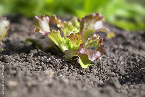 closeup on young red and green lettuce growing in the soil