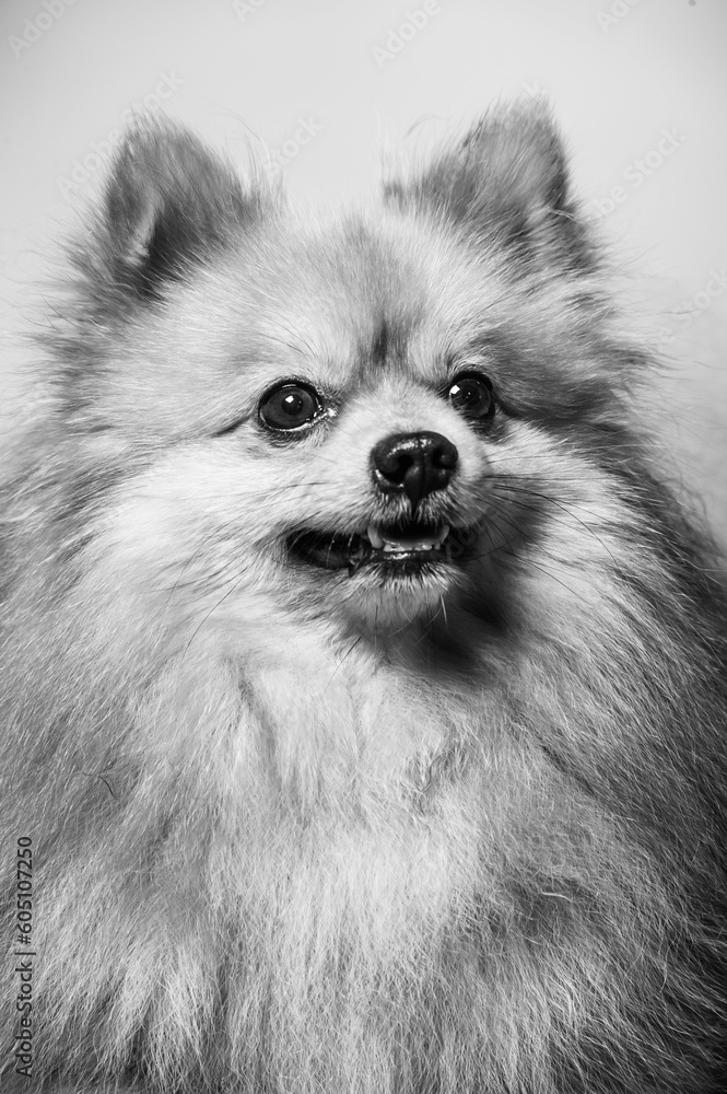 Adorable Pomeranian dog portrait.Stodio background. Adorable Pomeranian dog portrait.Stodio background.