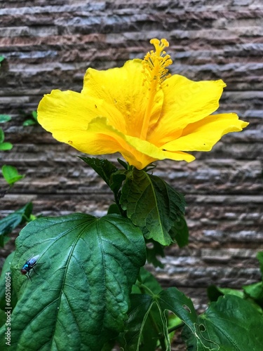 Yellow Hibiscus Flower with a Flies Perch on the Leaves