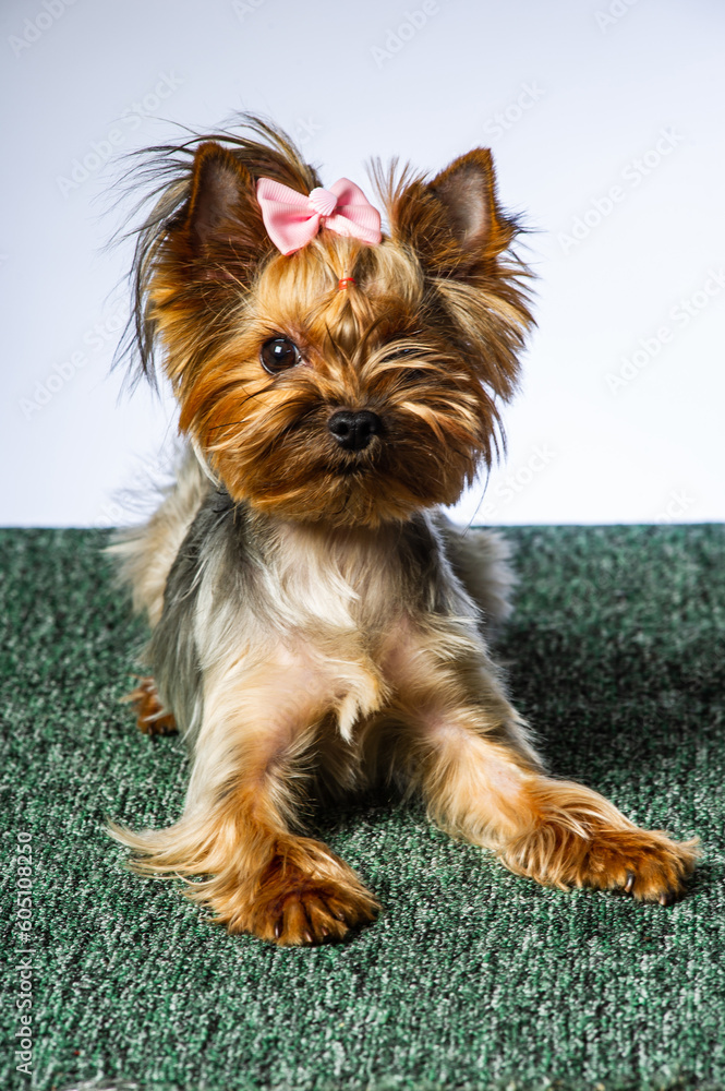 Yorkshire terrier looking at the camera in a head shot, against a white background Yorkshire terrier looking at the camera in a head shot, against a white background