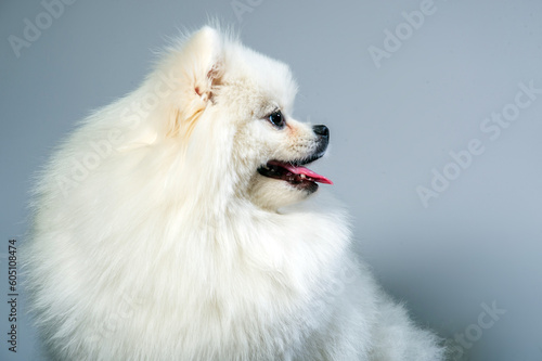 happy white pomeranian spitz dog poses in studio